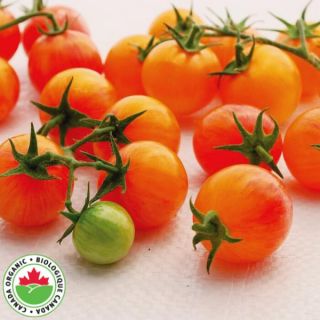 Tropical Sunset Organic Tomato Thumbnail